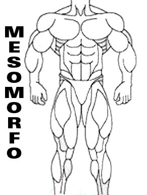 Mesomorfo - Entrena según tu tipo de cuerpo